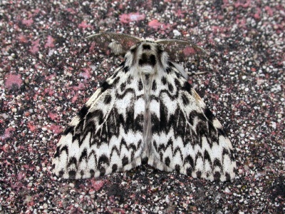 black arches (Lymantria monacha) Kenneth Noble